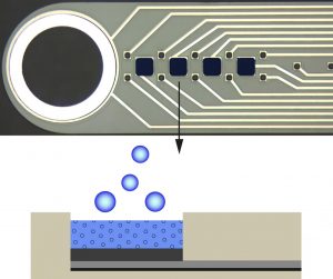 Nerve implant delivers its own anti-rejection doses