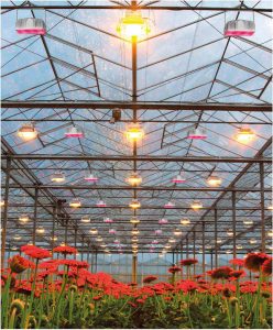 Plessey LEDs feed lettuce