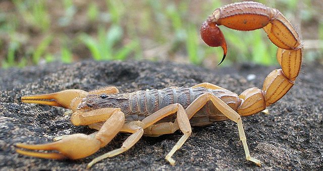 This robot is designed to milk scorpions