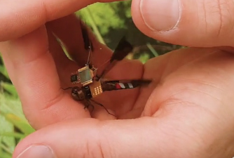 The semiconductor life of a robotic dragonfly