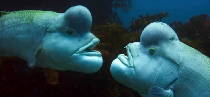 Blue Planet 2 is iPlayer's most popular show of the year – and now it's in 4K