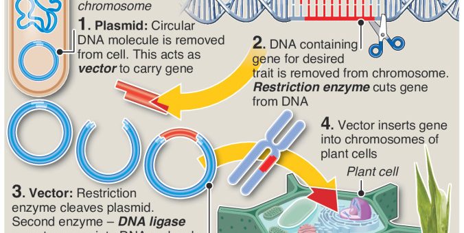 New generation of plant breeding – GMO crops in the dock – an annotated infographic