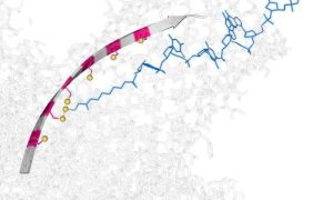 Molecular hopper  can move single strands of DNA through a protein nanotube